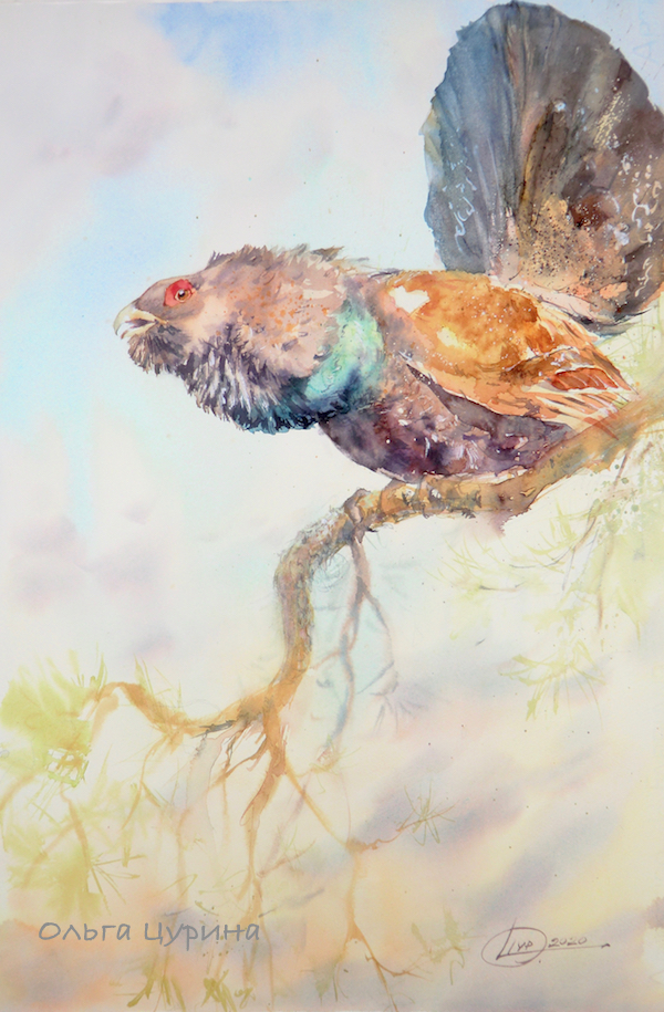 картина акварелью глухарь весна цурина ольга любовь птицы